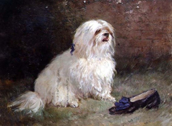 Maltézský teriér od Heywood Hardy