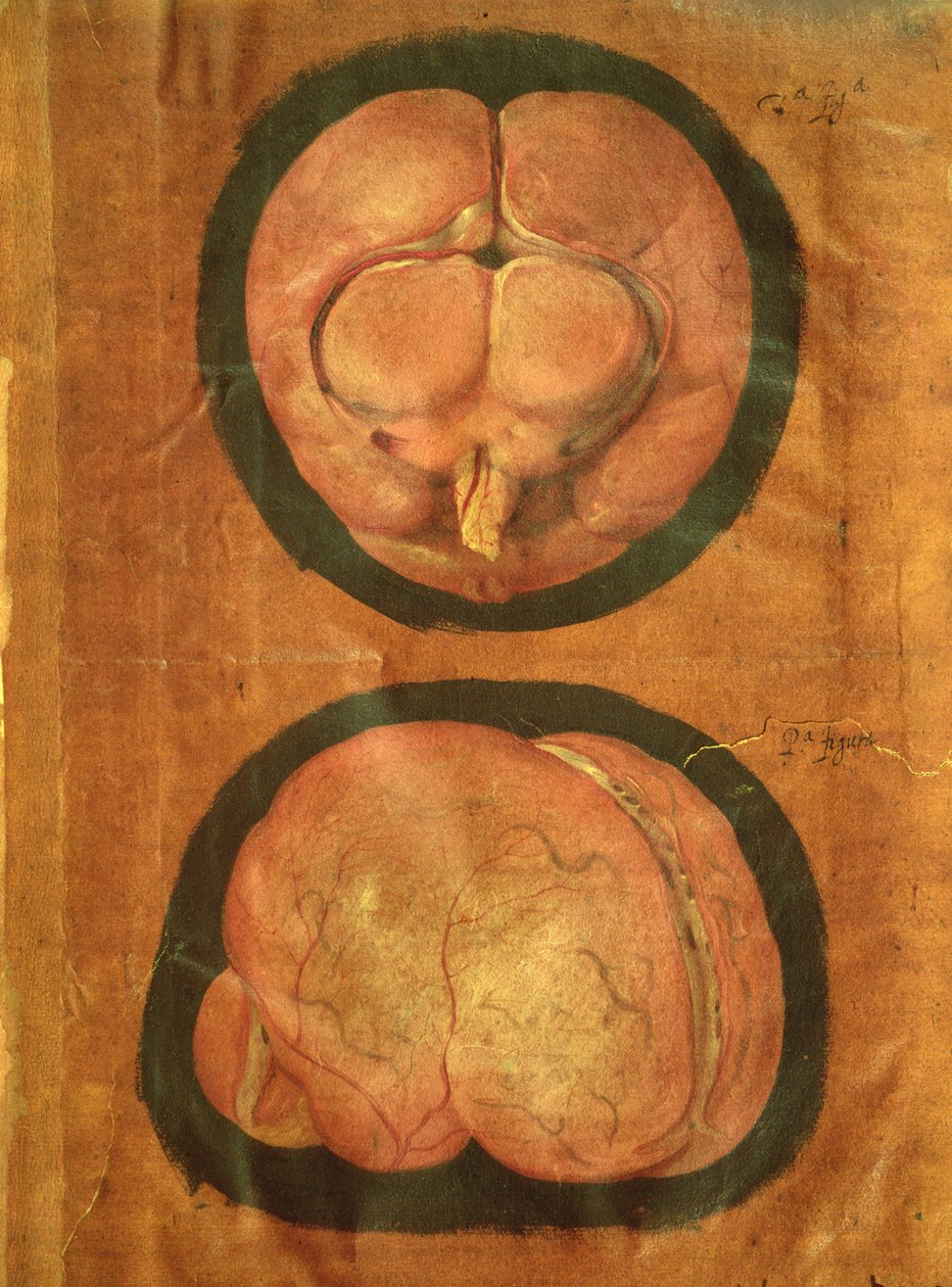 Anatomická kresba lidského mozku od Hieronymus Fabricius ab Aquapendente
