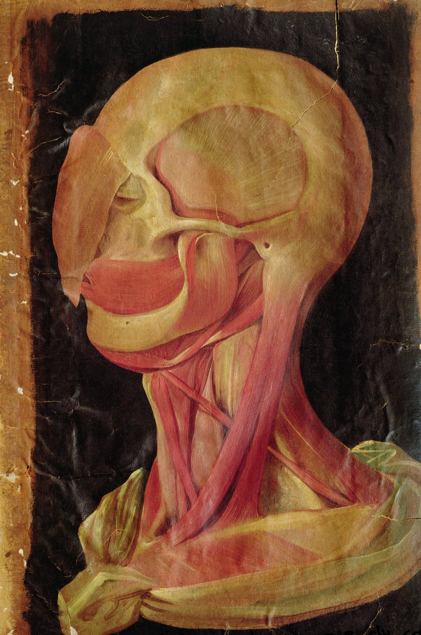Anatomická kresba lidské hlavy od Hieronymus Fabricius ab Aquapendente