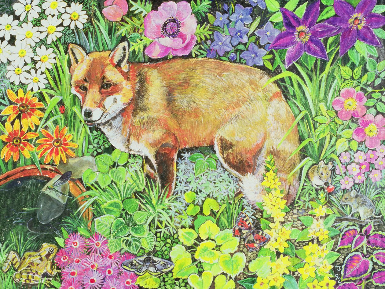 Barnet Fox od Hilary Jones