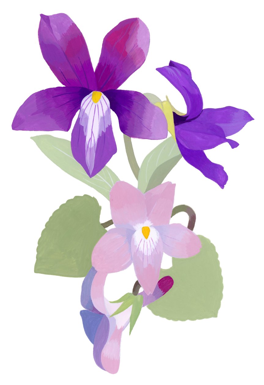 Viola mandshurica od Hiroyuki Izutsu