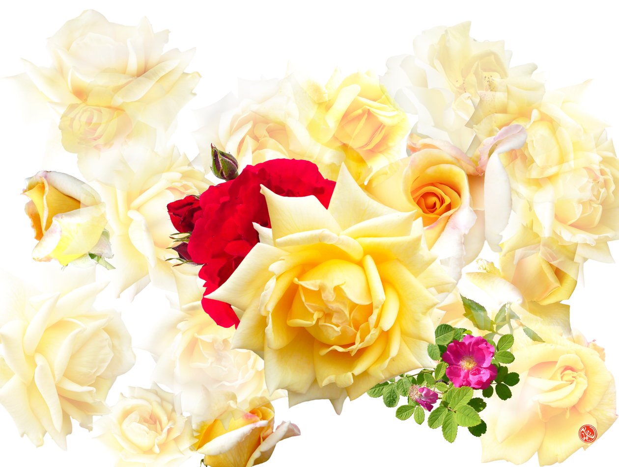 ROSE DREAM od Hugo Nefe