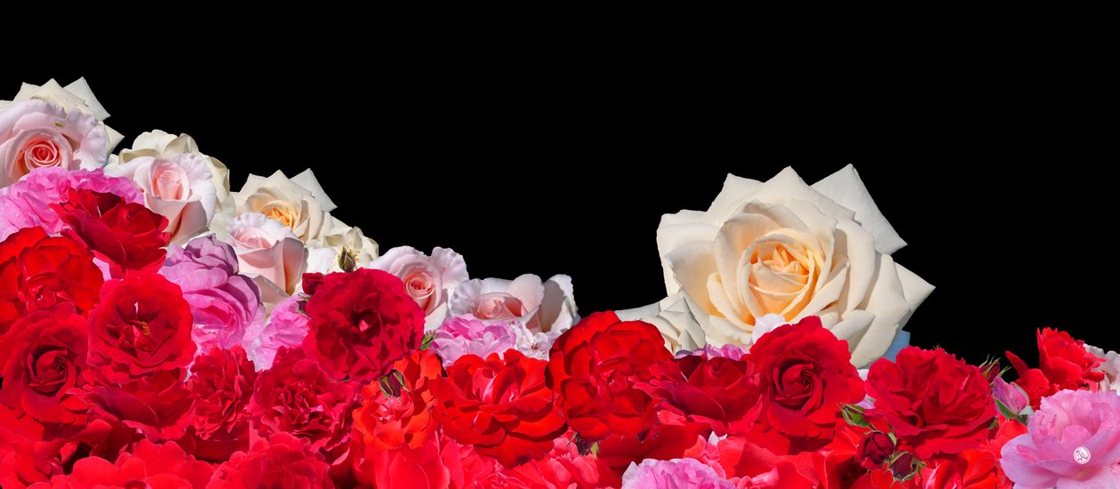 ROSE DREAM 2 od Hugo Nefe