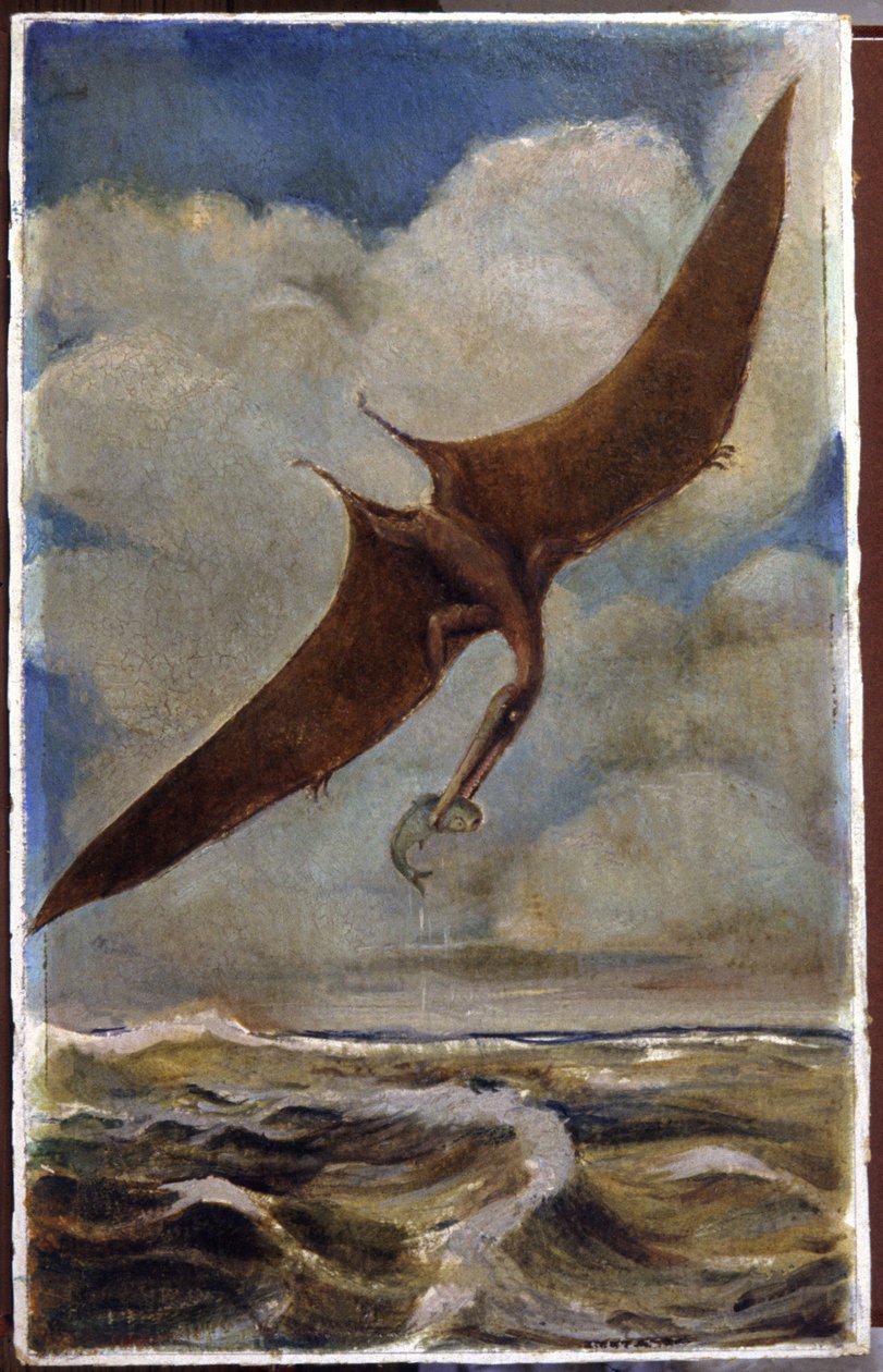 Pterodaktyl. c.1880 (kvaš) od Hungarian School