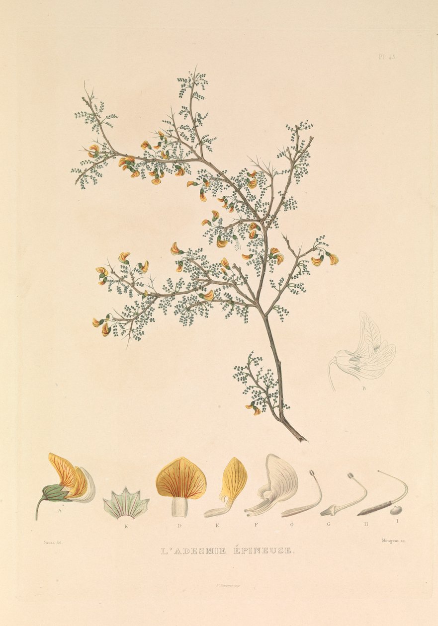Adesmie Épineuse" (Adesmie trnitá) od Hyacinthe Yves Philippe (1781 1846) Potentien