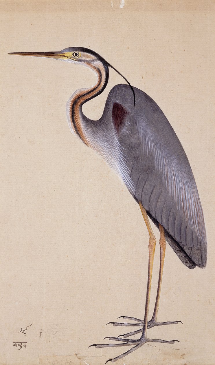 A Heron, c. 1820 od Indian School
