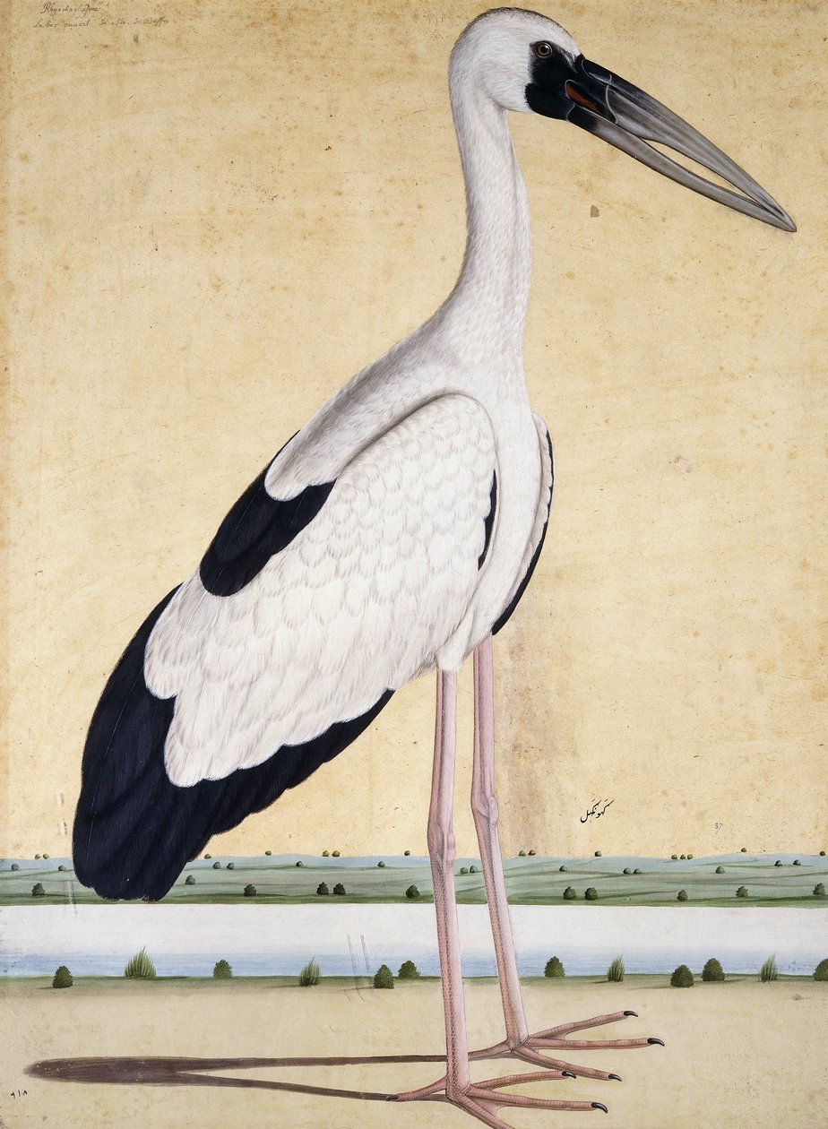 Čáp s otevřenými zobáky, c. 1780 od Indian School