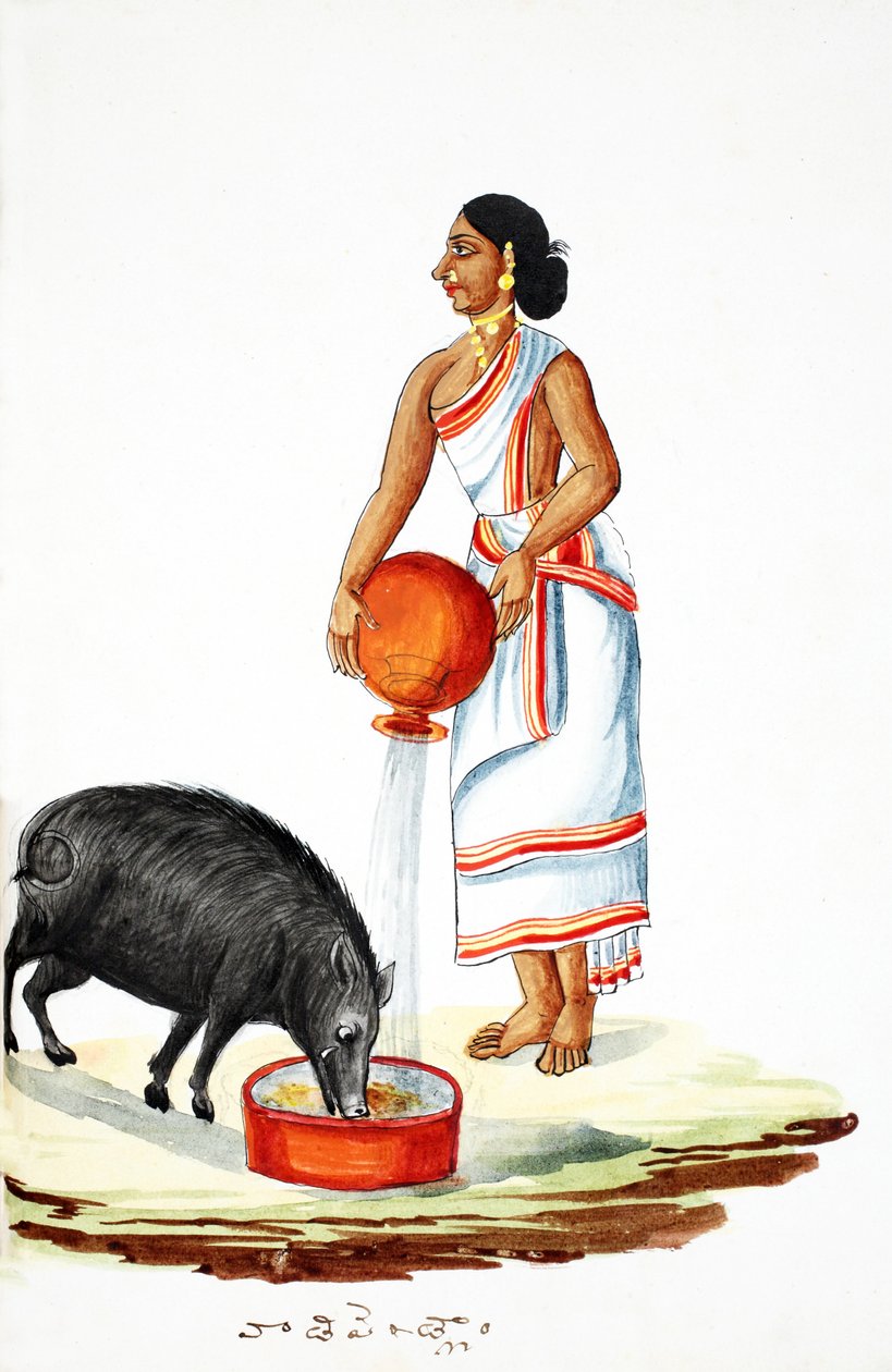 Krmení divokého prasete (wc na papíře) od Indian School
