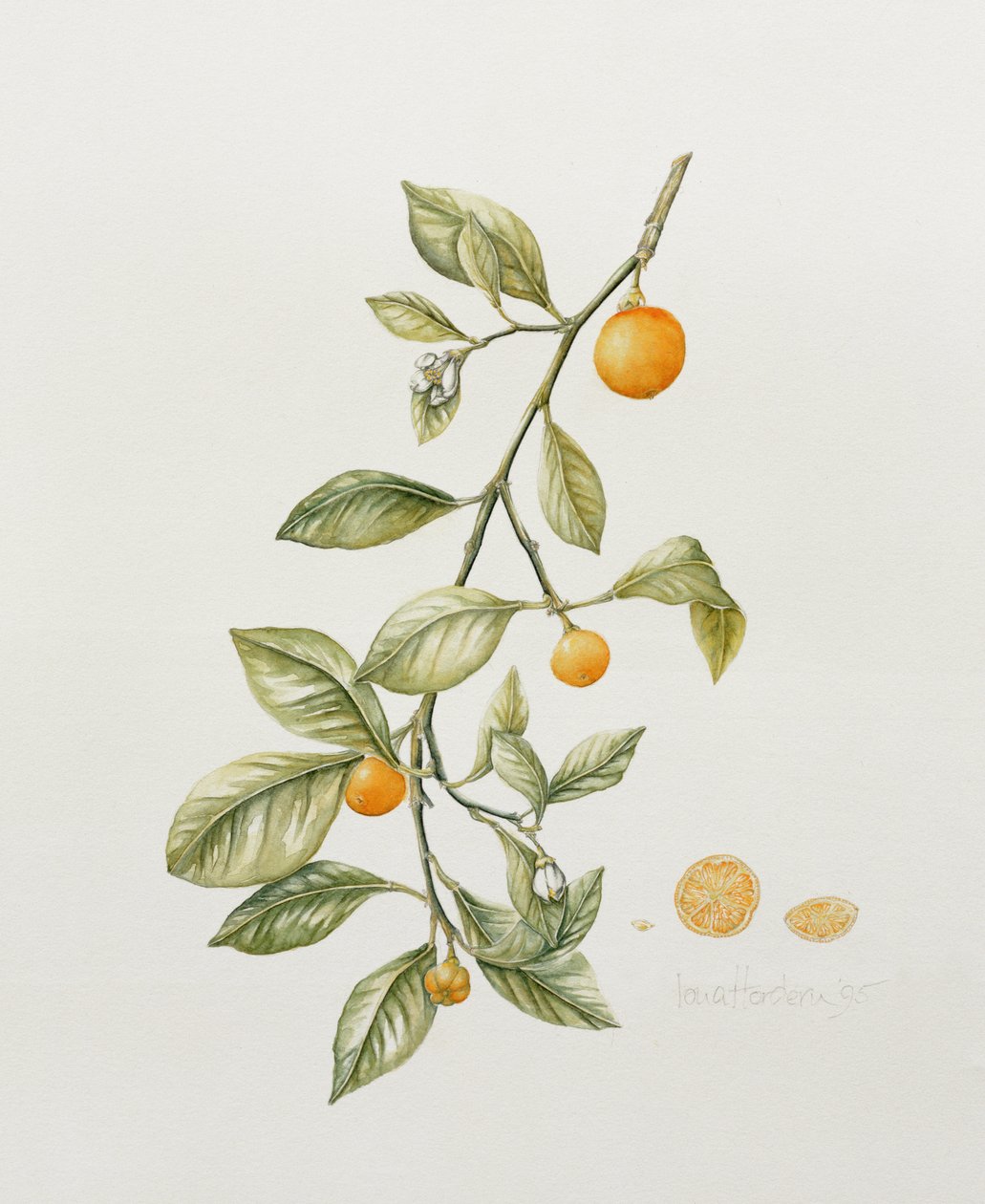 Ornamental Orange, 1995 (wc) od Iona Hordern