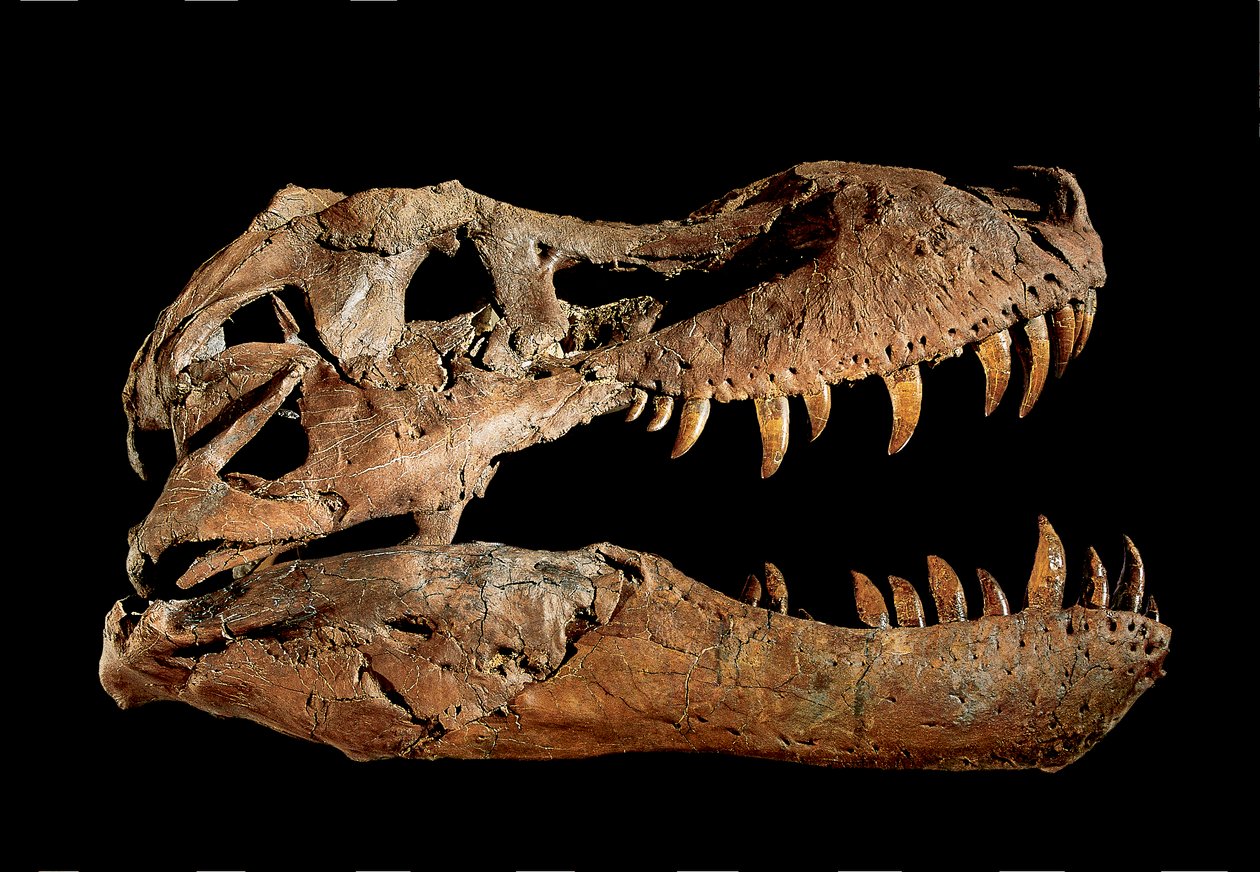 Fosilní lebka Tyranosaura Rexe "Sue.... od Ira Block