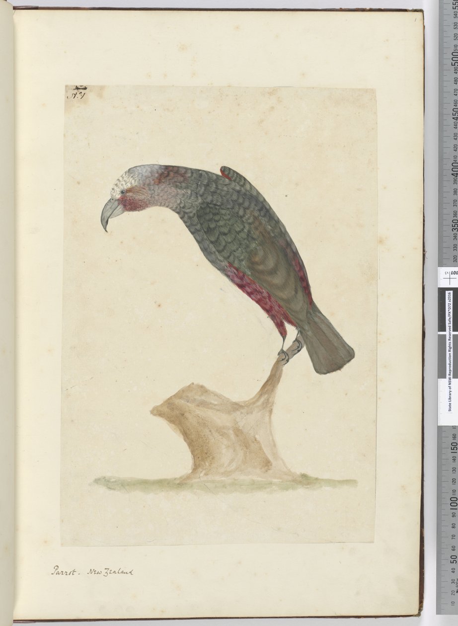 F.1 Parrot, Nový Zéland, 1772-75 (wc) od Isaac Smith
