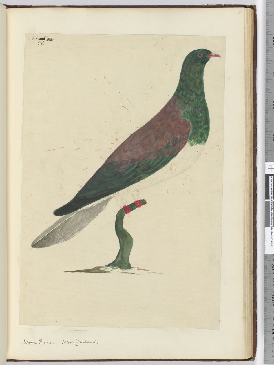 F.26 Holub hřivnáč. Nový Zéland, 1772-75 (wc) od Isaac Smith
