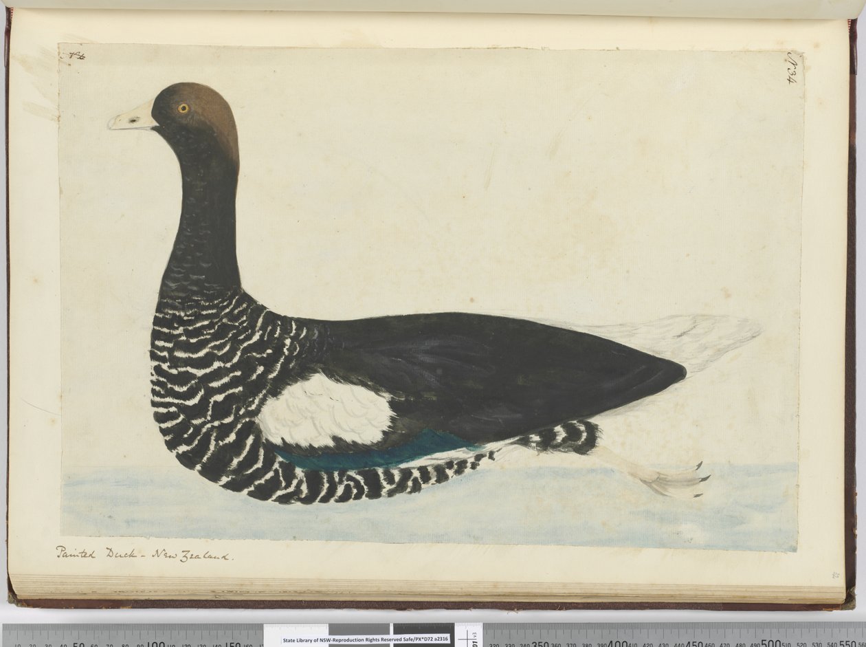 F.34 Malovaná kachna. Nový Zéland, 1772-75 (wc) od Isaac Smith