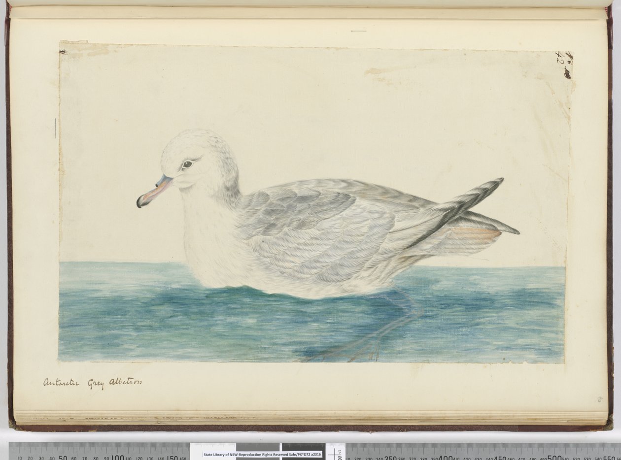 F.42 Antarktický šedý albatros, 1772-75 (wc) od Isaac Smith