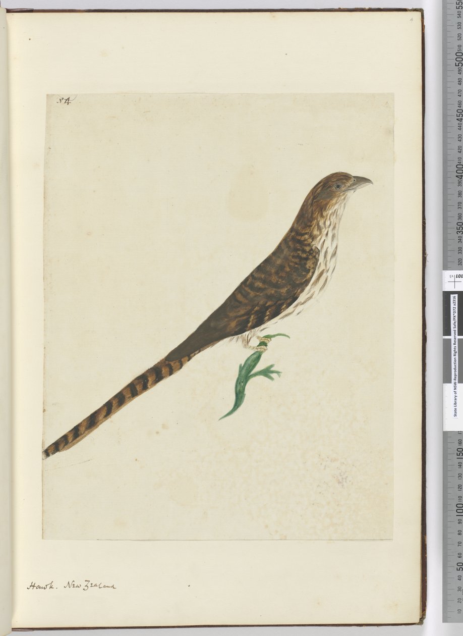 F.4 Jestřáb. Nový Zéland, 1772-75 (wc) od Isaac Smith