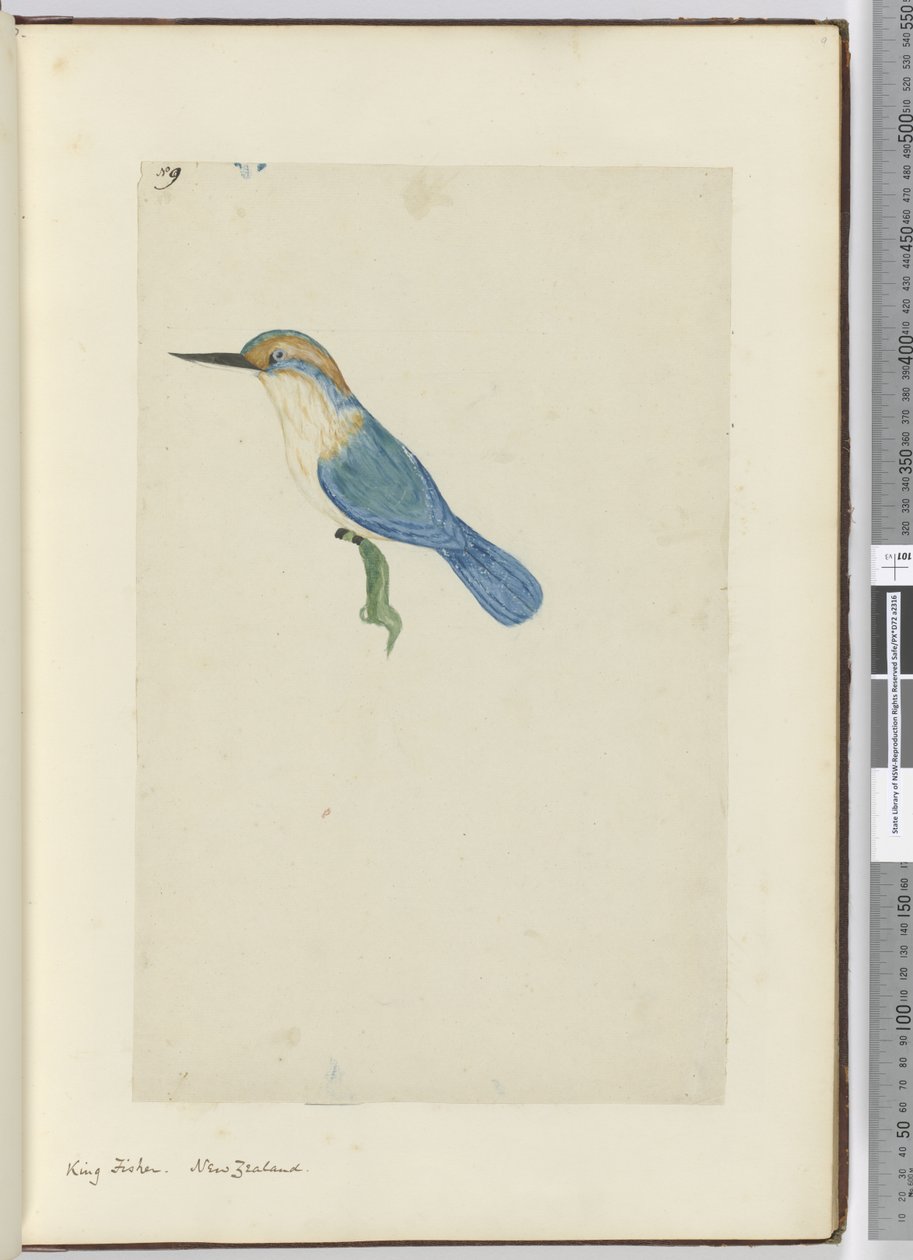 F.9 Král rybář. Nový Zéland, 1772-75 (wc) od Isaac Smith