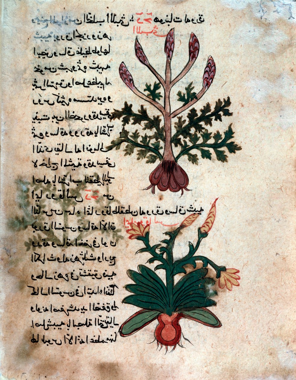 Stránka z lékařského herbáře (rukopis od Islamic School