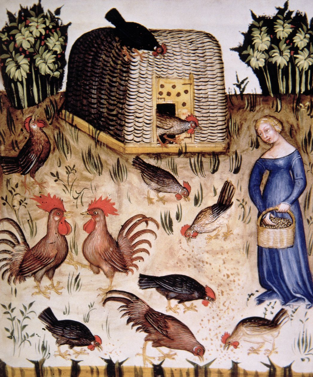 Fol.65r Chov kohouti, ilustrace z Tacuinum Santiatis Codex Vindobonensis od Italian School