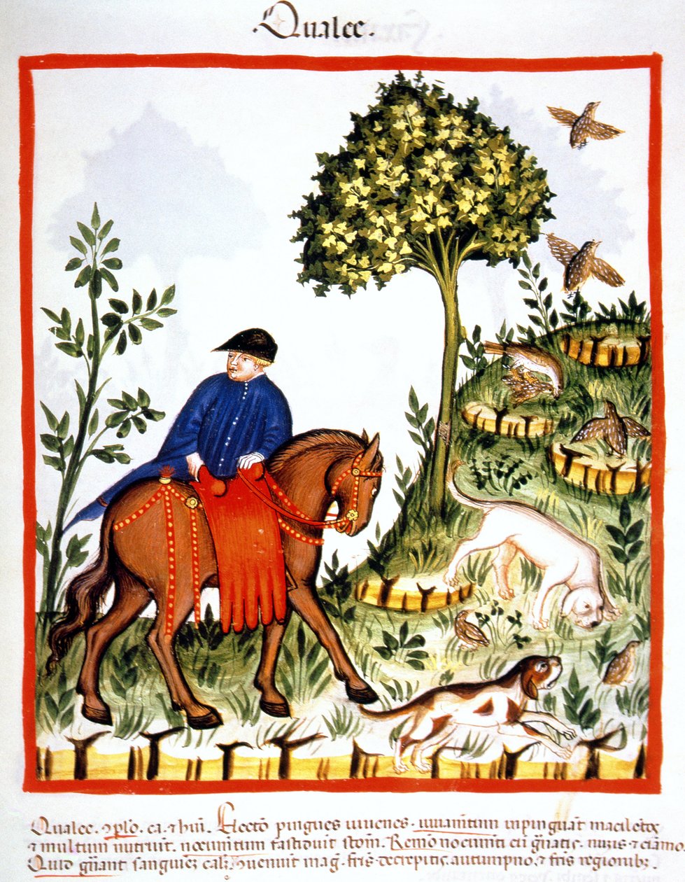 Fol.68r Křepelky, ilustrace z Tacuinum Santiatis Codex Vindobonensis od Italian School