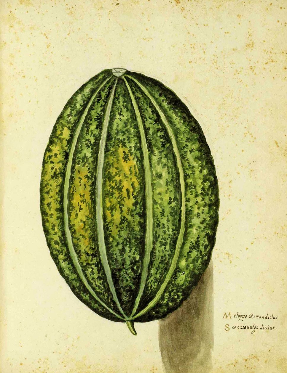 Deska Heirloom Squash od Ulisse Aldrovandi (1522 – 1605) vydaná v Piante Fiori Frutti (ručně kolorovaná rytina). od Italian School