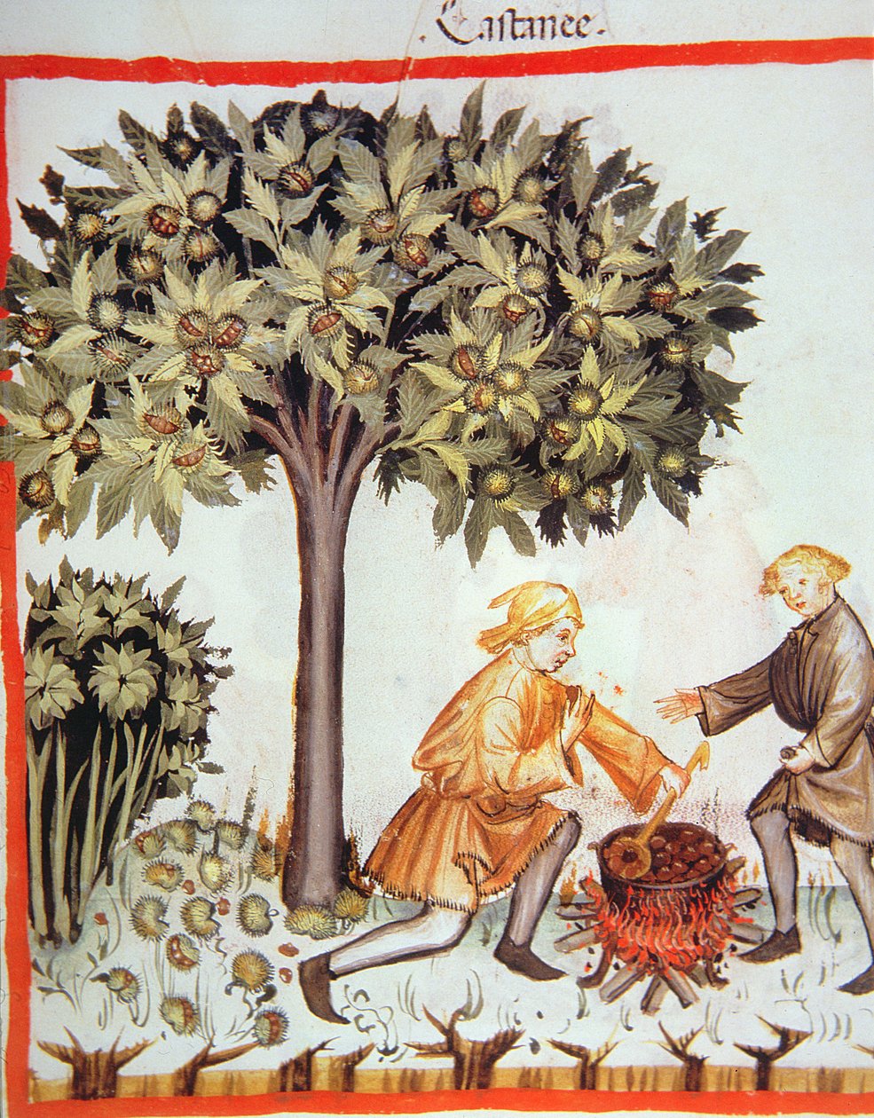 Nova 2644 fol.17r Sklizeň a vaření kaštanů, z Tacuinum Sanitatis Codex Vindobonensis od Italian School