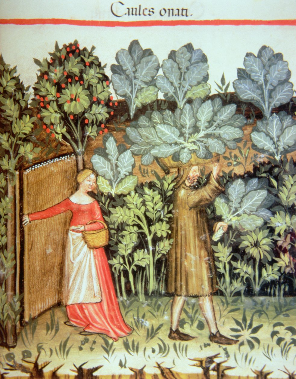Nova 2644 fol.23r Sklizeň zelí, z Tacuinum Sanitatis Codex Vindobonensis od Italian School