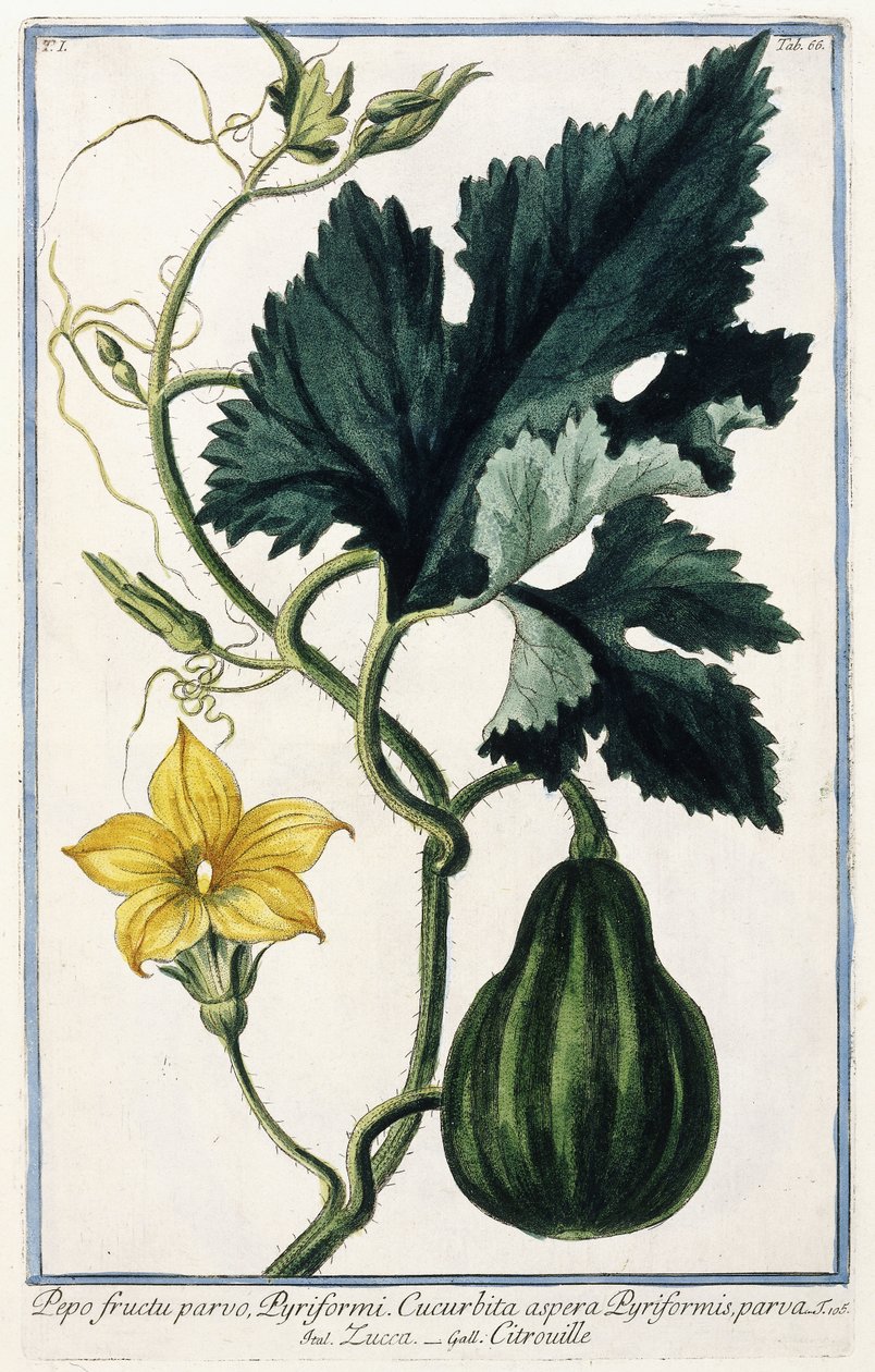 Dýně, 1772-1784 od Italian School