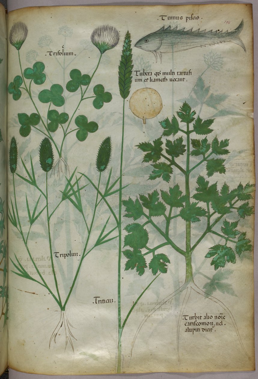 Botanická ilustrace, asi 1440 (tuš a barva na pergamenu) od Italian School