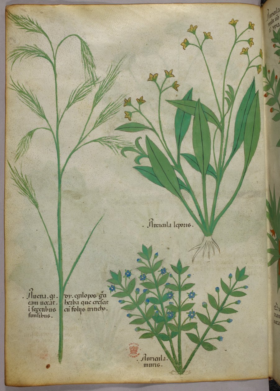 Botanická ilustrace, asi 1440 (tuš a barva na pergamenu) od Italian School