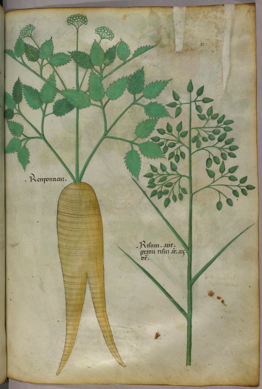 Botanická ilustrace, asi 1440 (tuš a barva na pergamenu) od Italian School