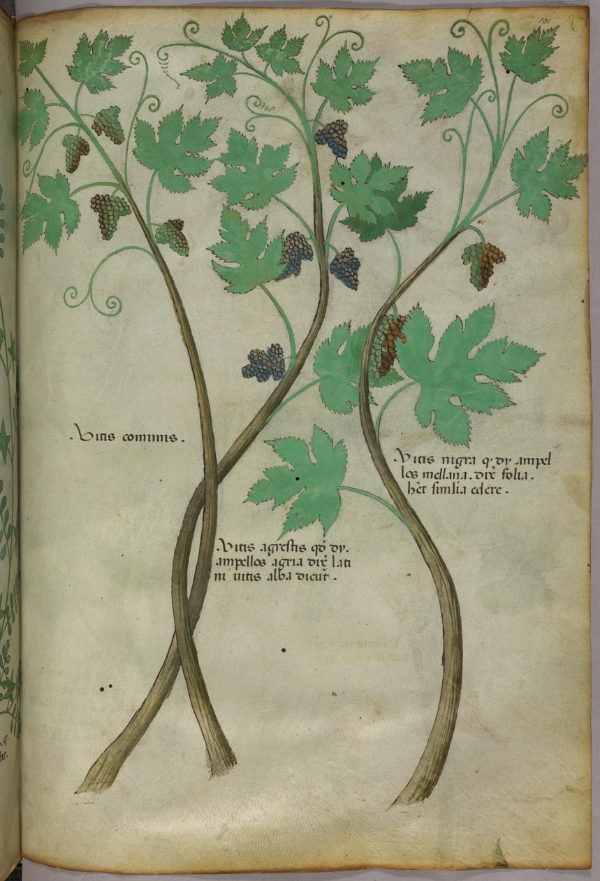 Botanická ilustrace, asi 1440 (tuš a barva na pergamenu) od Italian School