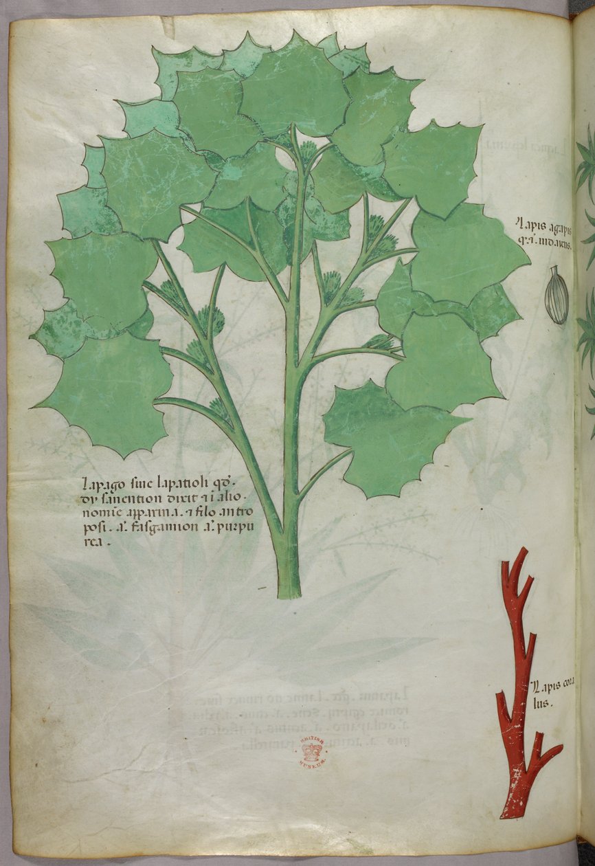 Botanická ilustrace, asi 1440 (tuš a barva na pergamenu) od Italian School