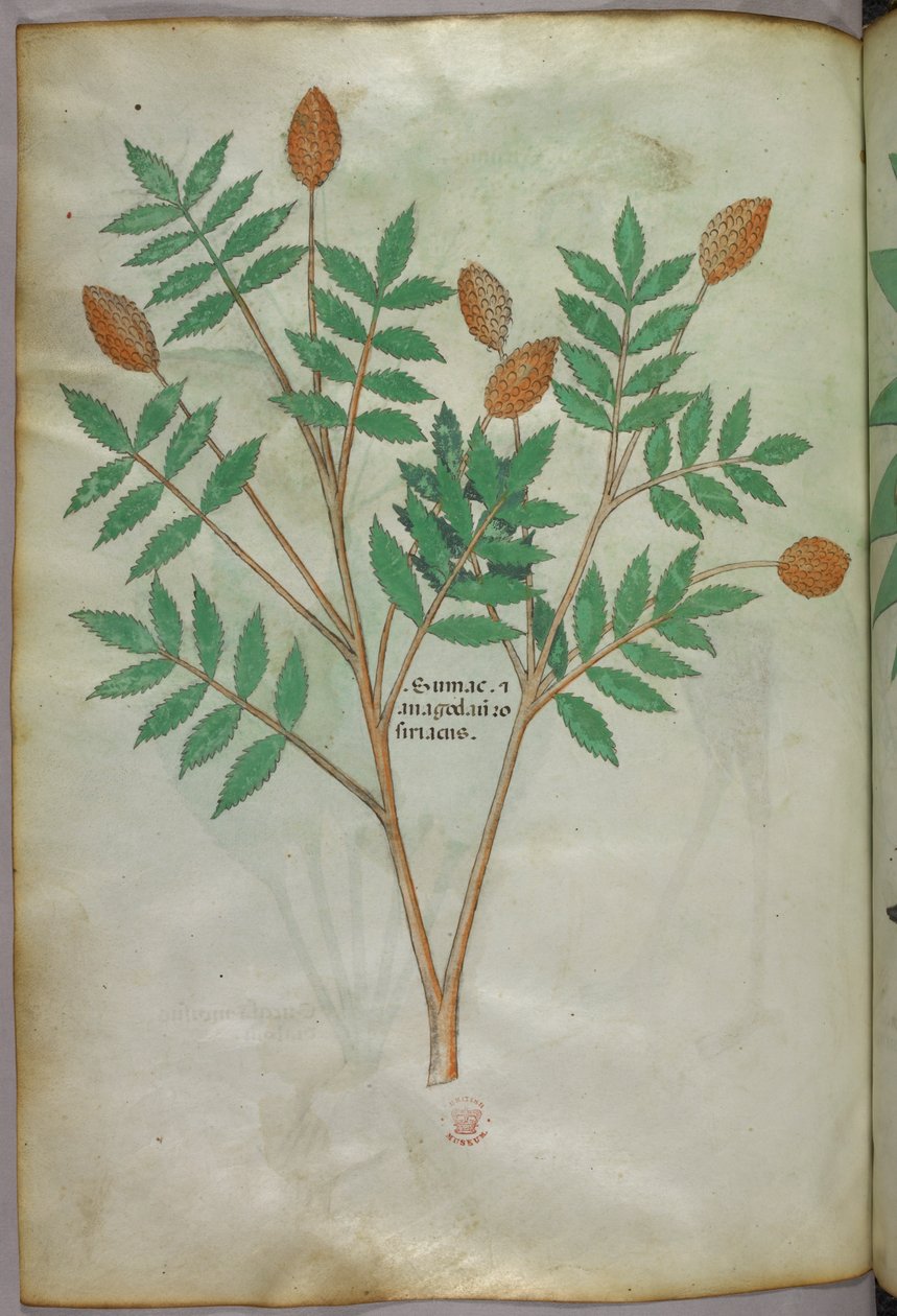 Botanická ilustrace, asi 1440 (tuš a barva na pergamenu) od Italian School