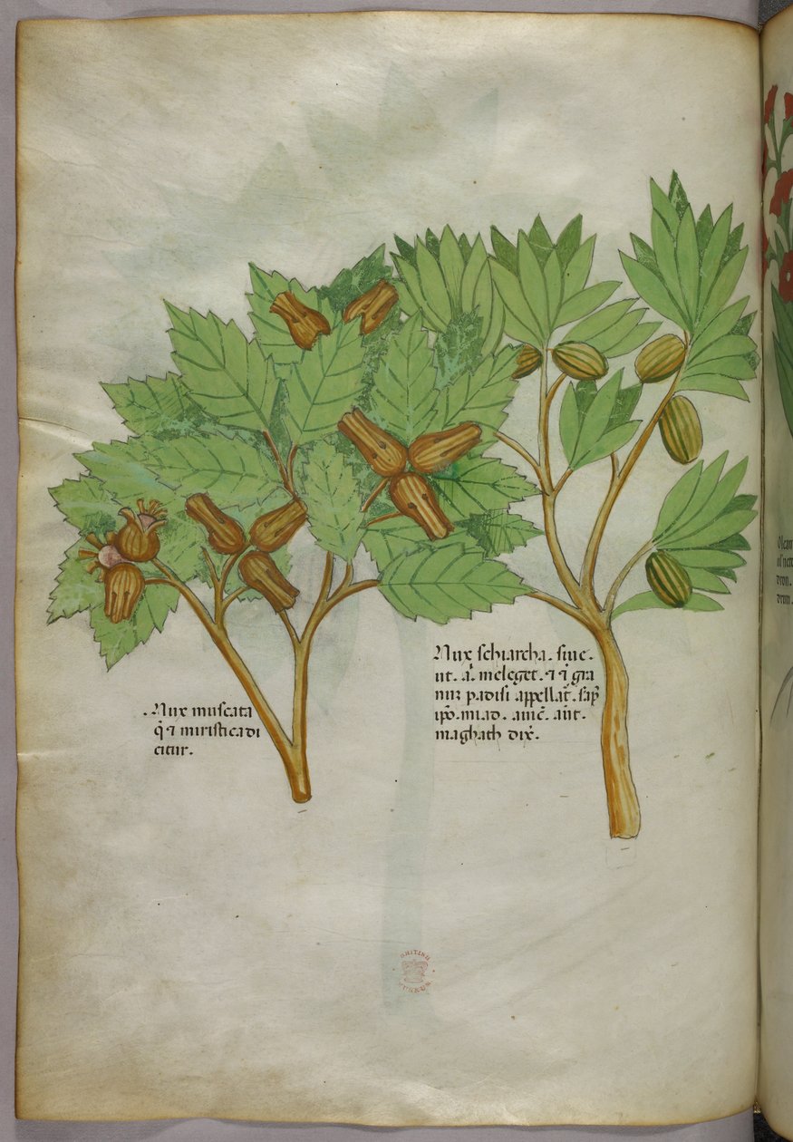 Botanická ilustrace, asi 1440 (tuš a barva na pergamenu) od Italian School