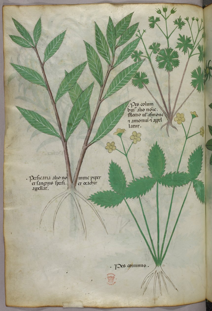 Botanická ilustrace, asi 1440 (tuš a barva na pergamenu) od Italian School