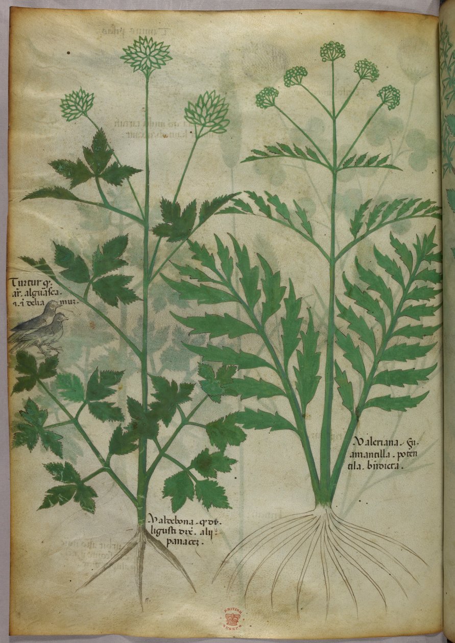 Botanická ilustrace, asi 1440 (tuš a barva na pergamenu) od Italian School