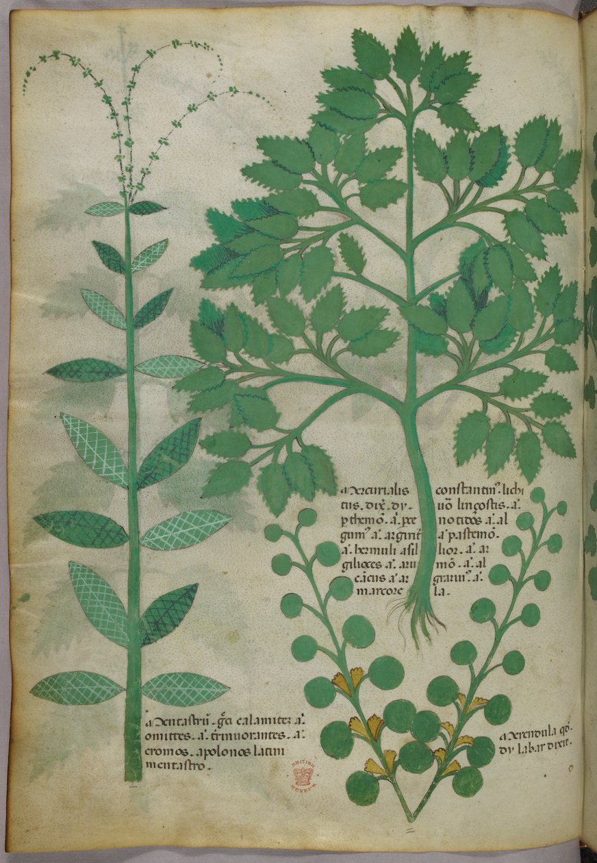 Botanická ilustrace, asi 1440 (tuš a barva na pergamenu) od Italian School