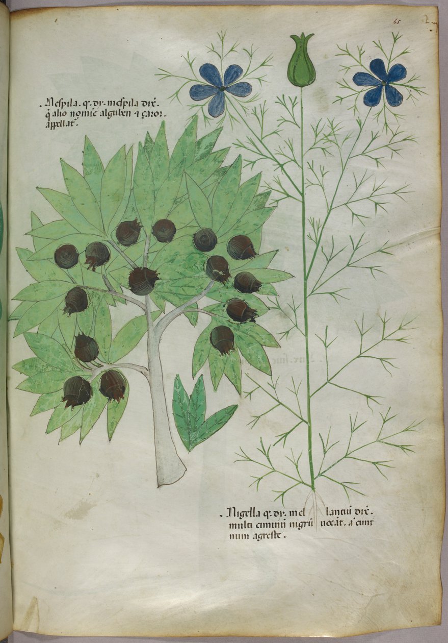 Botanická ilustrace, asi 1440 (tuš a barva na pergamenu) od Italian School