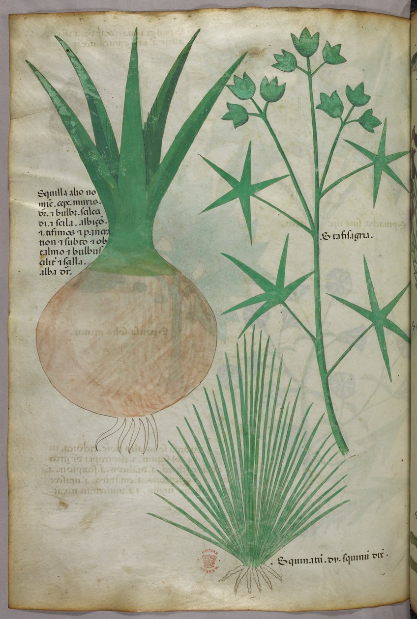 Botanická ilustrace, asi 1440 (tuš a barva na pergamenu) od Italian School