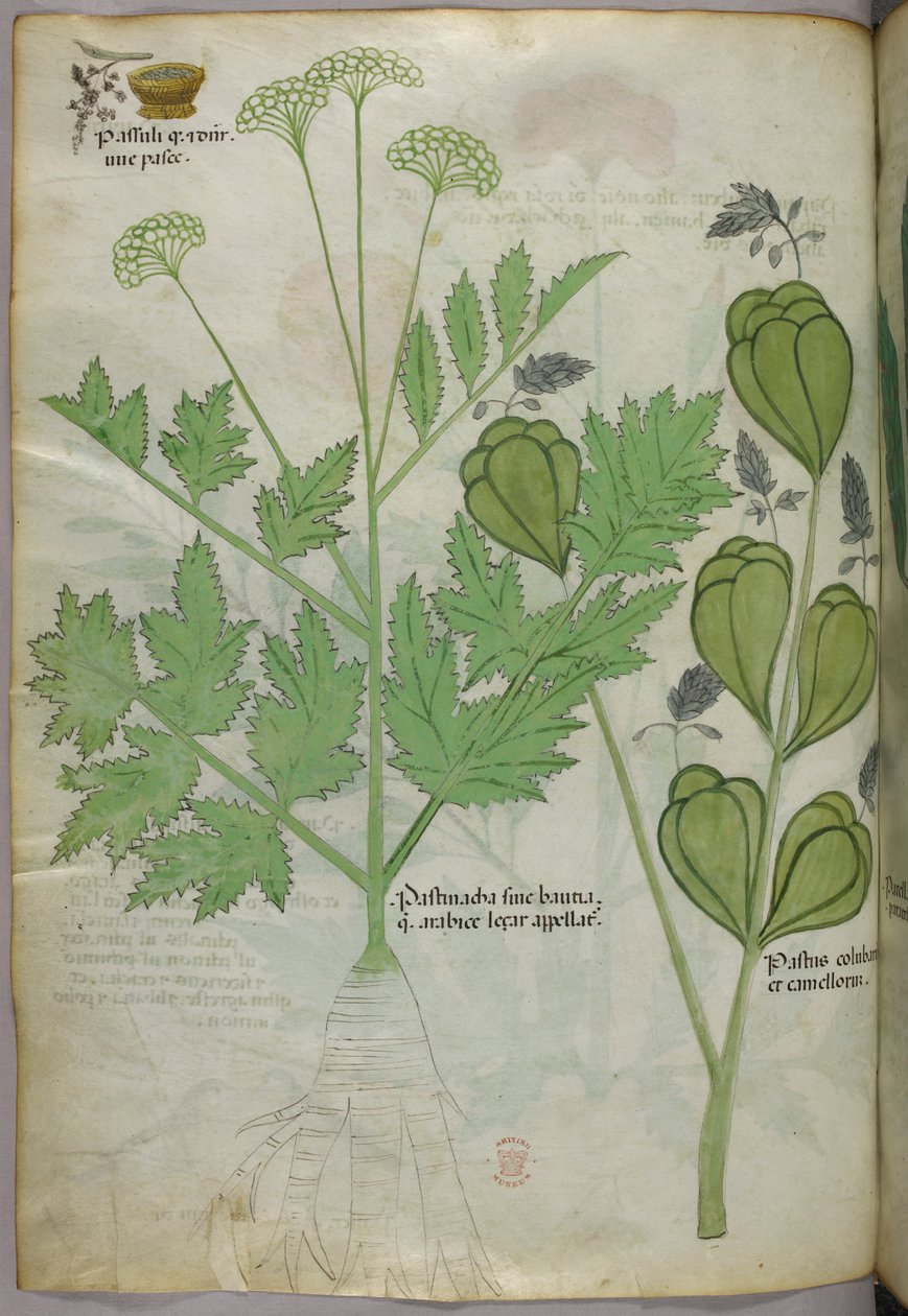 Botanická ilustrace, asi 1440 (tuš a barva na pergamenu) od Italian School