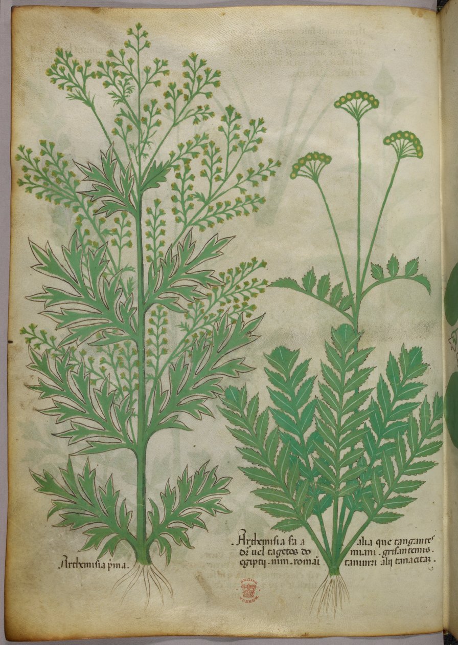 Botanická ilustrace, asi 1440 (tuš a barva na pergamenu) od Italian School