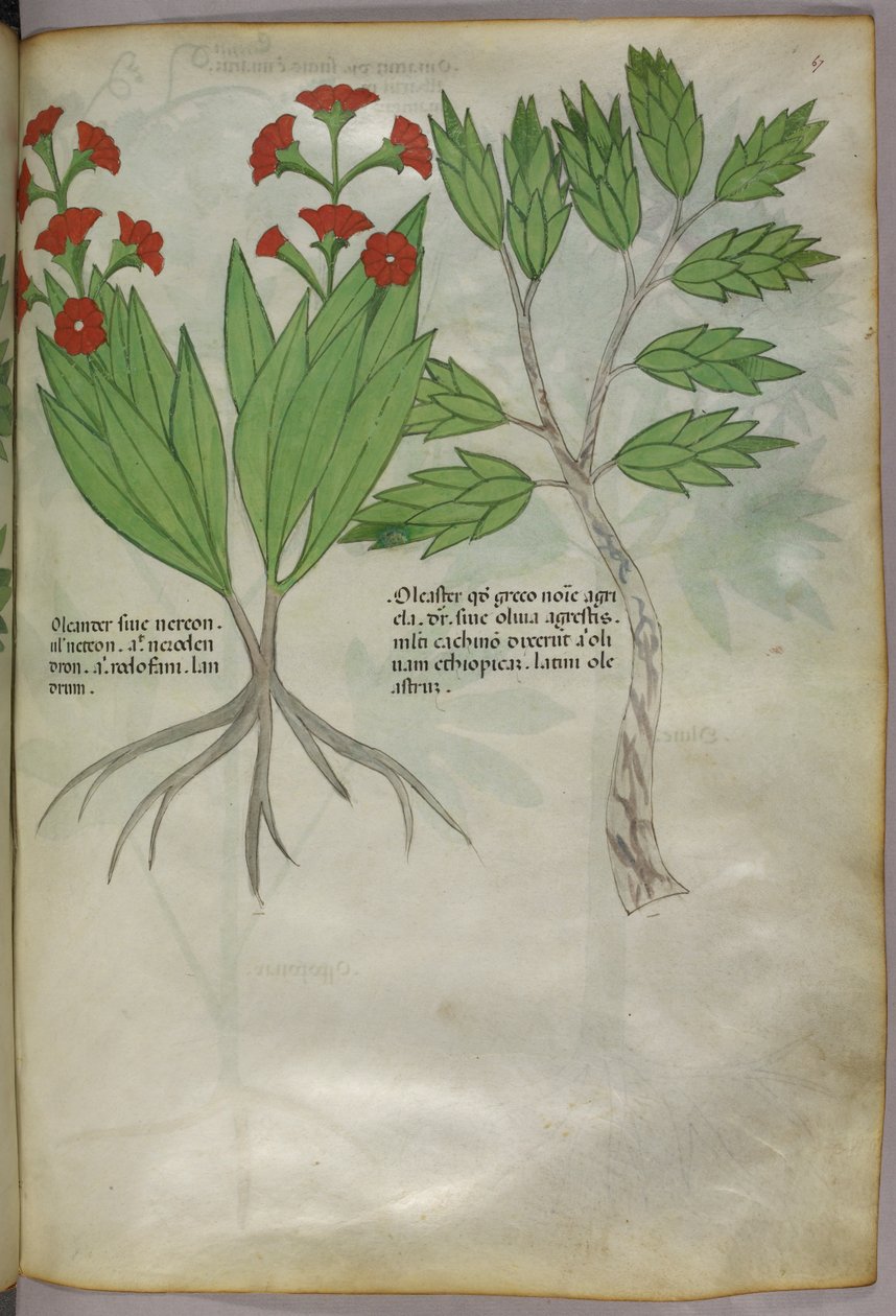 Botanická ilustrace, asi 1440 (tuš a barva na pergamenu) od Italian School