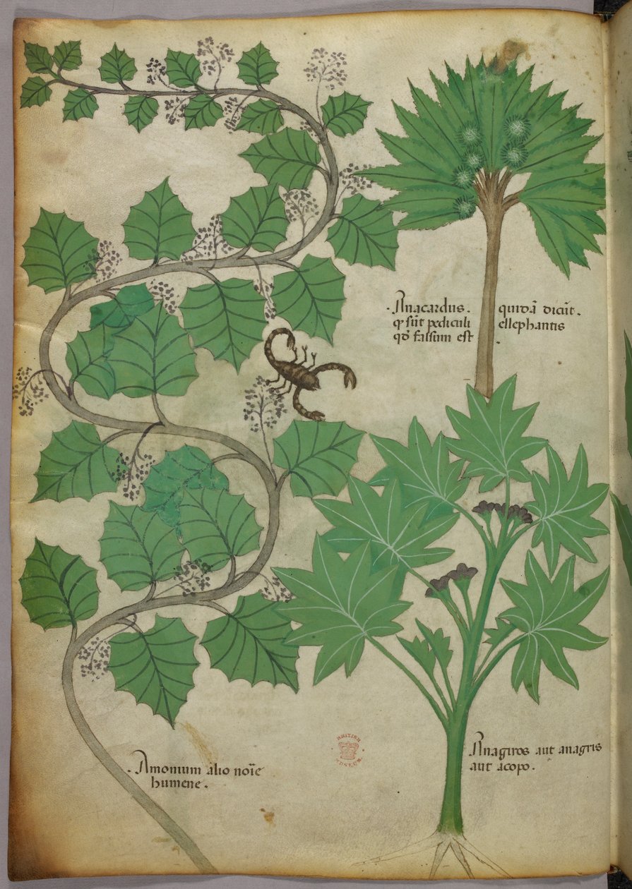 Botanická ilustrace, asi 1440 (tuš a barva na pergamenu) od Italian School
