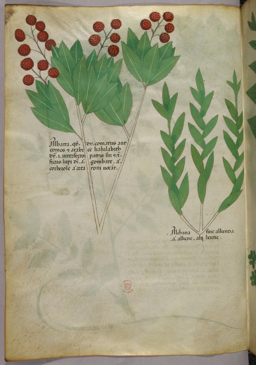 Botanická ilustrace, asi 1440 (tuš a barva na pergamenu) od Italian School