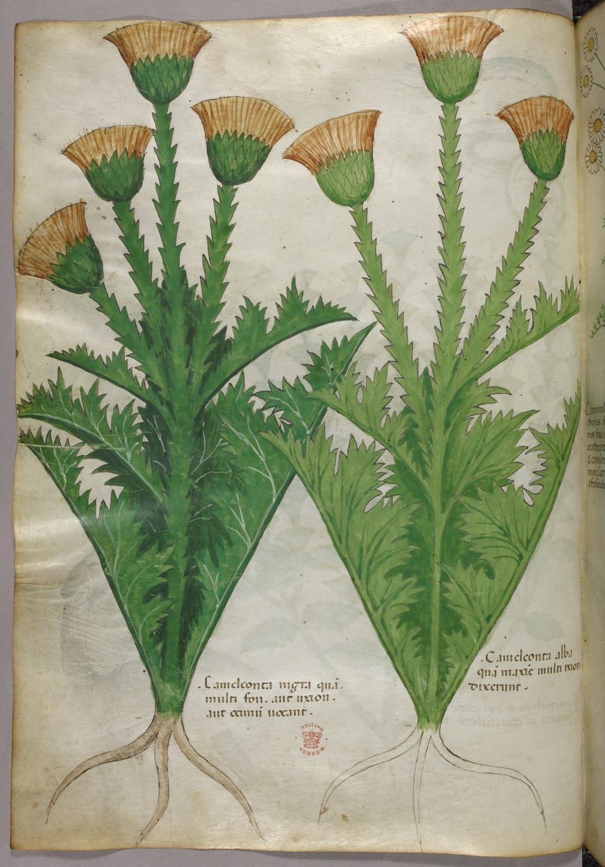 Botanická ilustrace, asi 1440 (tuš a barva na pergamenu) od Italian School