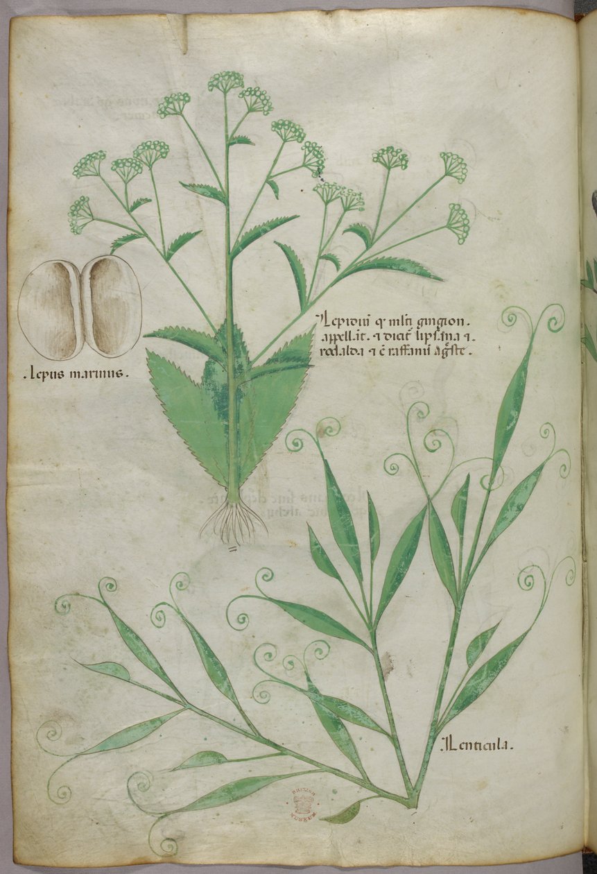 Botanická ilustrace, asi 1440 (tuš a barva na pergamenu) od Italian School