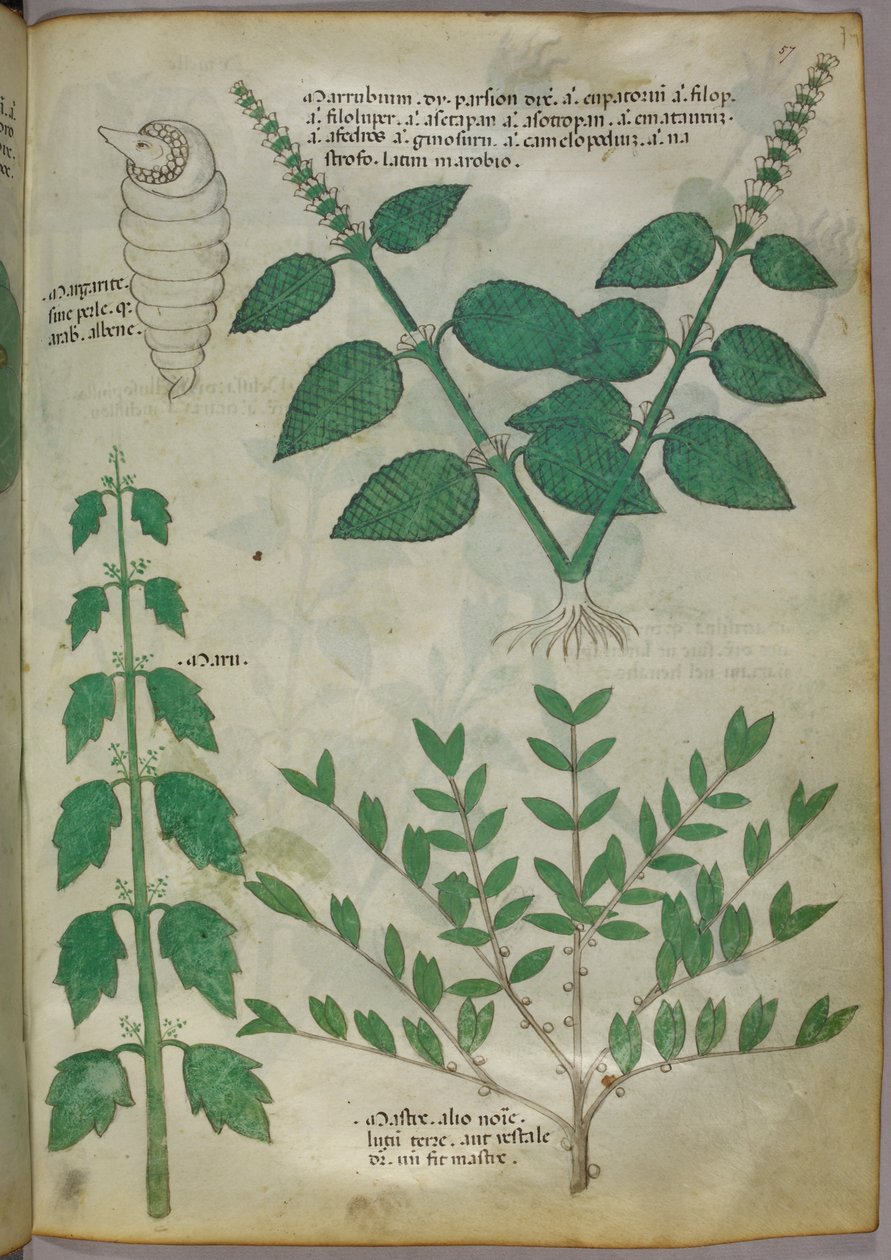 Botanická ilustrace, asi 1440 (tuš a barva na pergamenu) od Italian School