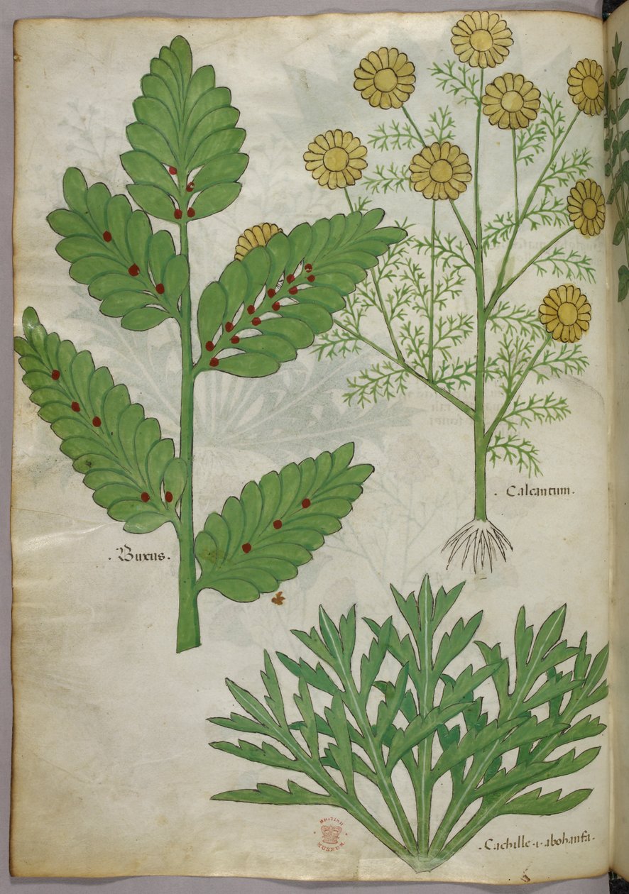 Botanická ilustrace, asi 1440 (tuš a barva na pergamenu) od Italian School