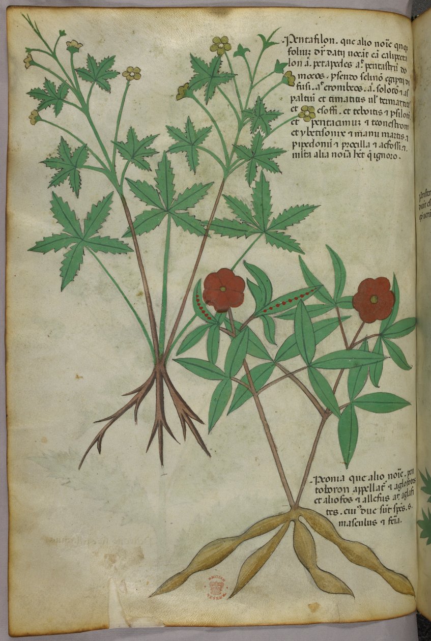 Botanická ilustrace, asi 1440 (tuš a barva na pergamenu) od Italian School