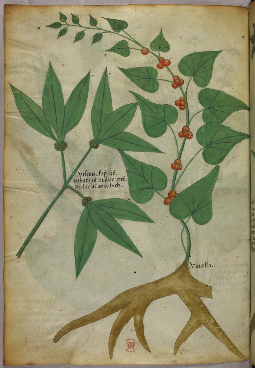 Botanická ilustrace, asi 1440 (tuš a barva na pergamenu) od Italian School